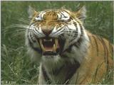 Siberian Tigress