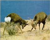 Whitetail Deers (J00)
