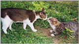 Cats-Sinbad & Murphy