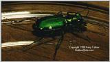 Six-Spotted Green Tiger Beetle - ktatlow@xta.com