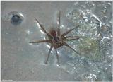 Six-spotted Fishing Spider (Dolomedes triton)