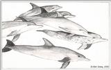 Dolphin Sketch 2