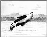Orca Sketch