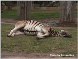 Sleepy Zebra 1