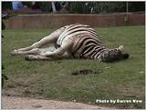 Sleepy Zebra 2