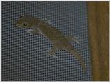 Re: Any lizardy things - small gecko.jpg