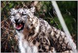snow leopard 3