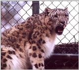 snow leopard 1