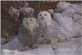 Snow-Owls