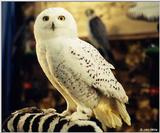 Snowy Owl (Nyctea scandiaca)001