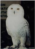 Snowy Owl (Nyctea scandiaca)002
