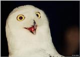 Snowy Owl (Nyctea scandiaca)003 - Silly lookingface