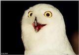 Snowy Owl (Nyctea scandiaca)004 - Silly looking Face