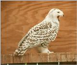 1999 rescan/repost - the tiredest birdie of Kruezen Animal Park - Yaaaawning snowy owl
