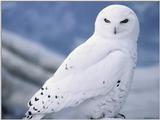 re: snow owl