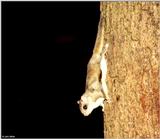Southern Flying Squirrel (Glaucomys volans volans)7