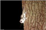 Southern Flying Squirrel (Glaucomys volans volans)9