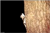 Southern Flying Squirrel (Glaucomys volans volans)12