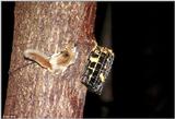 Southern Flying Squirrel (Glaucomys volans volans)14