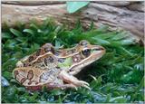 Southern leopard frog (Rana sphenocephala)2