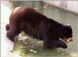 Fishing for apples: Spectacled bear at Wilhelma Zoo - Spectbear001.jpg (1/1)