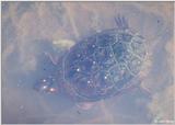 Spotted Turtle 1