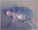 Spotted Turtle 2