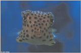 Spotted Trunkfish #2