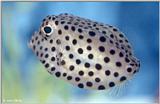 Spotted Trunkfish #3