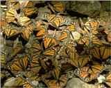 lotsa Monarch butterflies