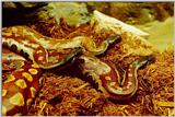 St. Louis Zoo - snake01.jpg [1/1]