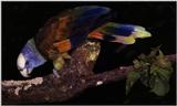 Re: I am looking for parrots.. -- Saint Vincent amazon (Amazona guildingii)