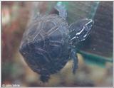 Eastern Musk (stinkpot) Turtle  (Sternotherus odoratus)
