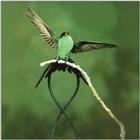 Hummingbird - Streamertail Hummingbird 03