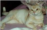 Red Burmese Cat (male) 1/2