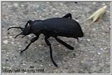 Beetle with 5 1/2 legs