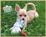 Sweetie (Chihuahua) (jpg) 8-15-00
