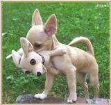 Sweety (Chihuahua) (2) (jpg)