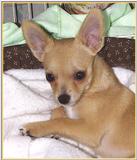 Sweet Chihuahua (1) (jpg) Waking Up!