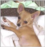 Sweet Chihuahua (2) (jpg) Waking Up!