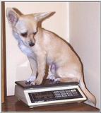 Chihuahua Getting Weighed (jpg)