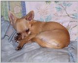 Tired Chihuahua (jpg)