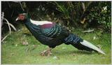 Pheasants: Swinhoe Pheasant