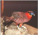 Temminck's Tragopan Pheasant