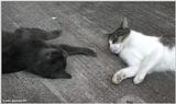 Sinbad & Thomas (cats)