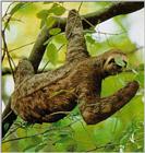 Three-toed sloth (J01)