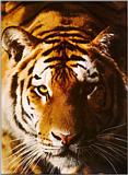 Tiger-Close-Up