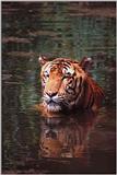 Tiger-in-Water