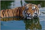 Tiger-in-Water-2-