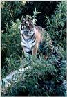From the Memphis Zoo - tiger.jpg - tiger.jpg (1/1)